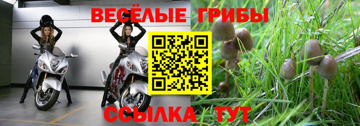 Псилоцибиновые грибы Cubensis  цены наркотик  Кизляр  Вход с VPN 